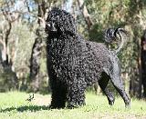 Portuguese Water Dog 9Y510D-008